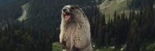 ScreamMarmot banner