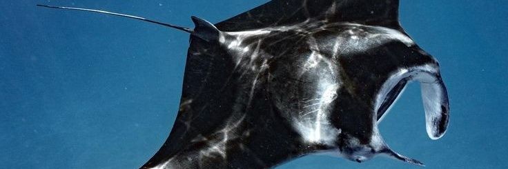 𝐕𝐢𝐰𝐚𝐭𝐡 banner