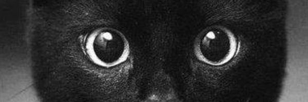 Magnus Deus 🌙🐈‍⬛️ banner