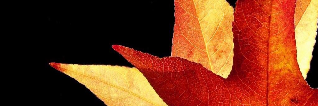 dlarwin's profile banner image