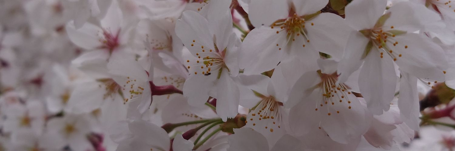 御月 banner