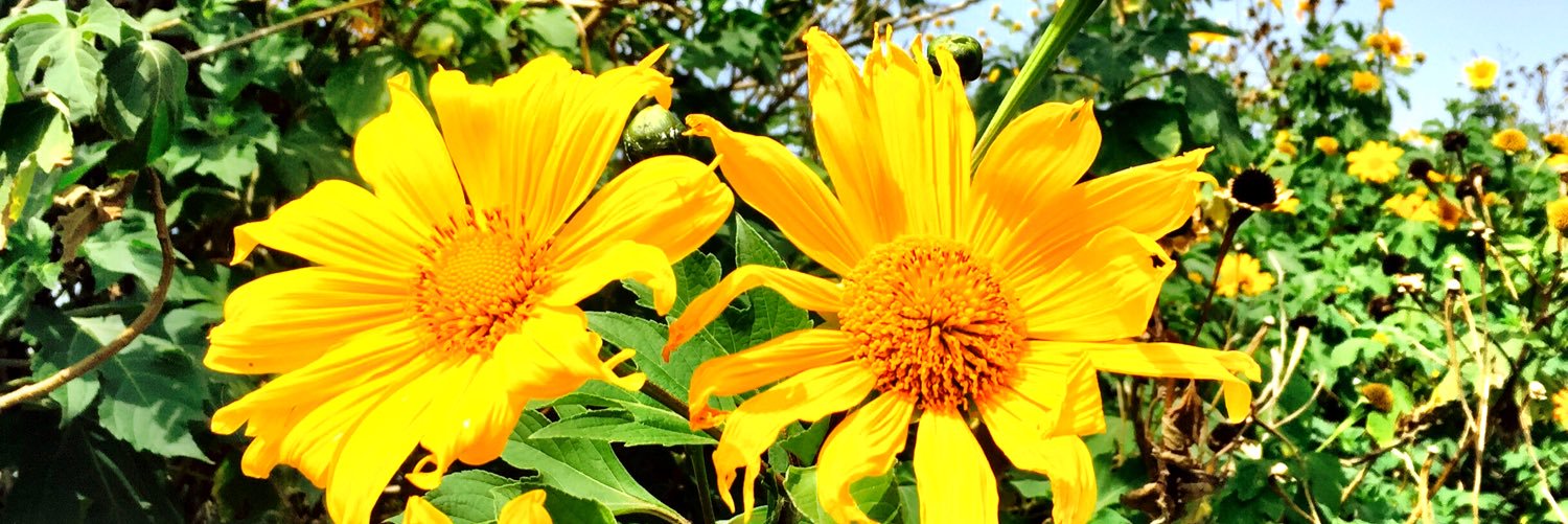 ellacreme's profile banner image