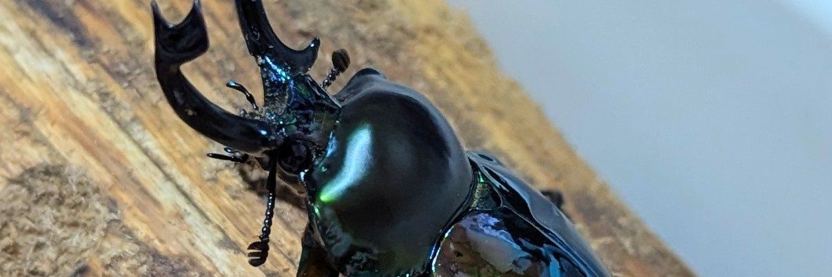 燕のクワガタ飼育 banner