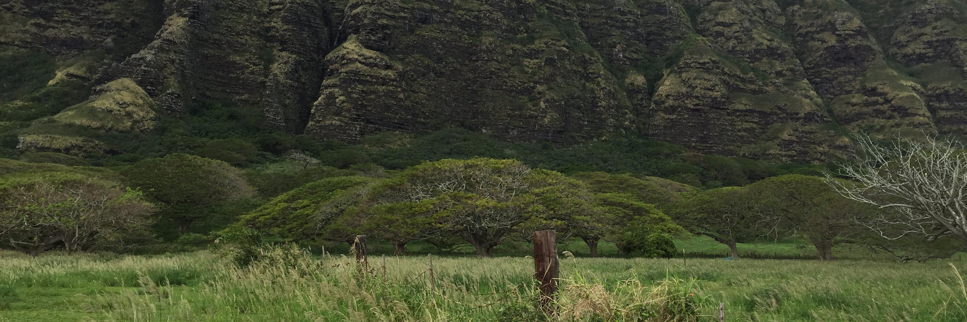 dianedecastro banner