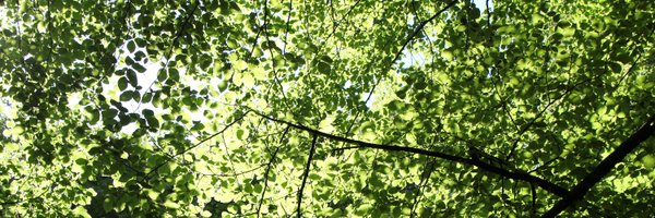 Larvik Profile Banner