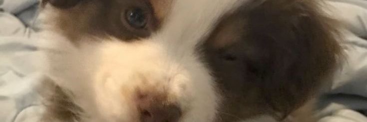zanlka's profile banner image