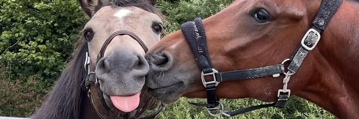 UbeCheese🍴🍰 (SEMI-HIATUS) banner