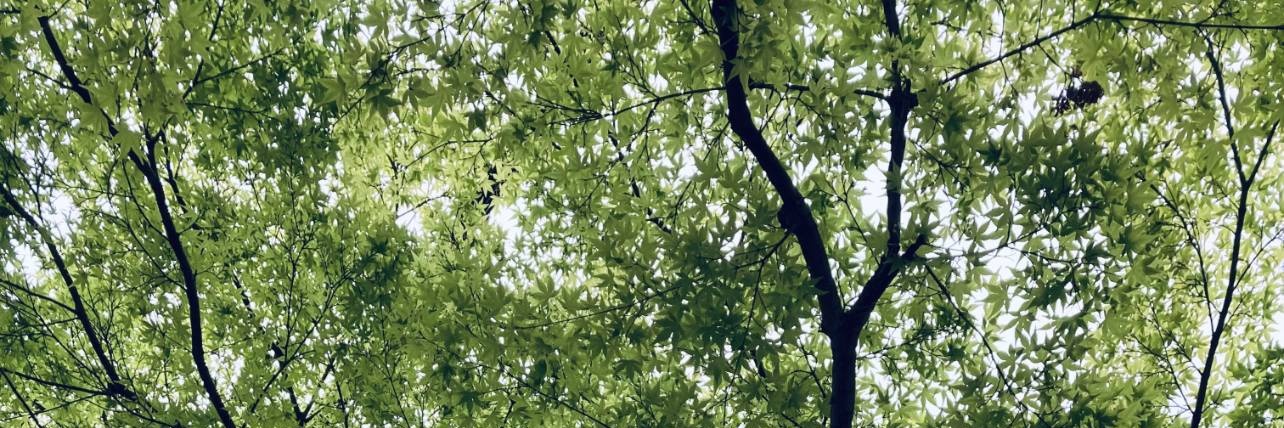 圭 ·͜· banner
