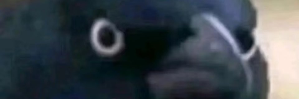 charlischuck12's profile banner image