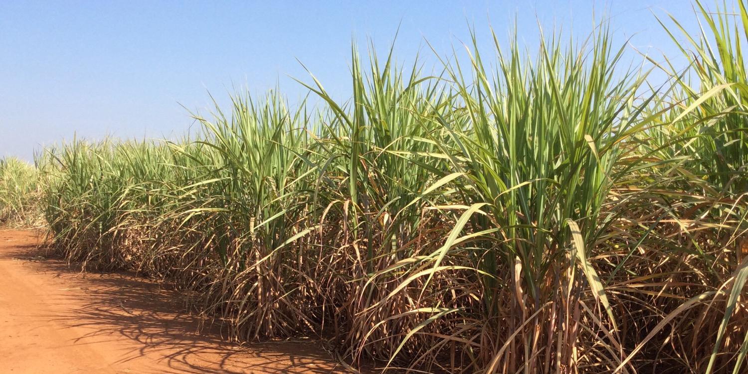 David LeBauer banner