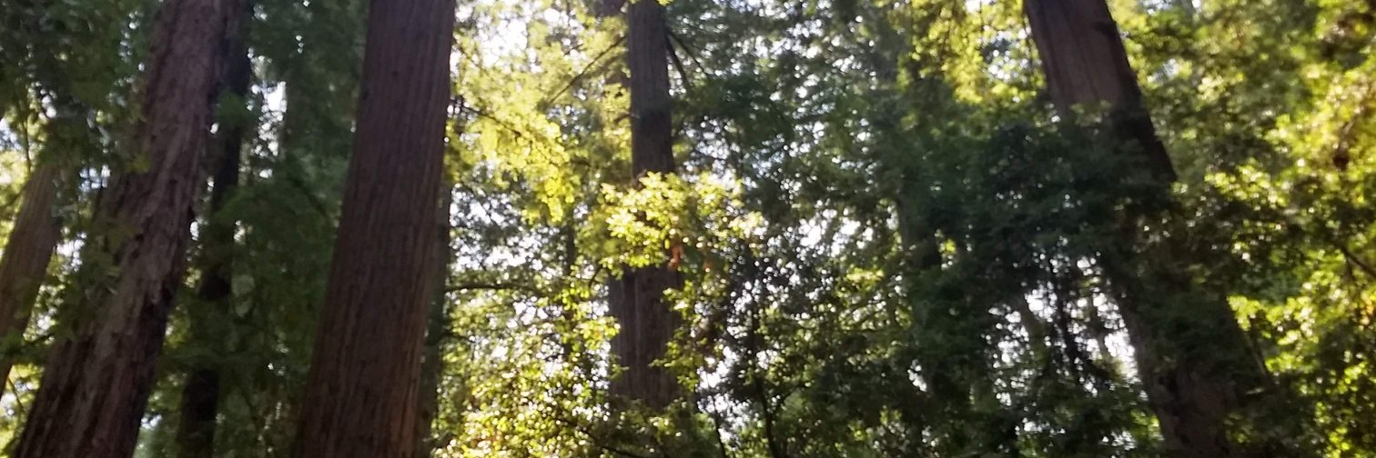 Ying Sun (孙莹) banner