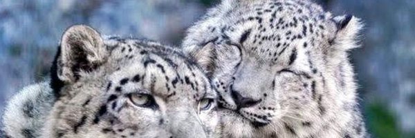 Yang_leopard1 Profile Banner