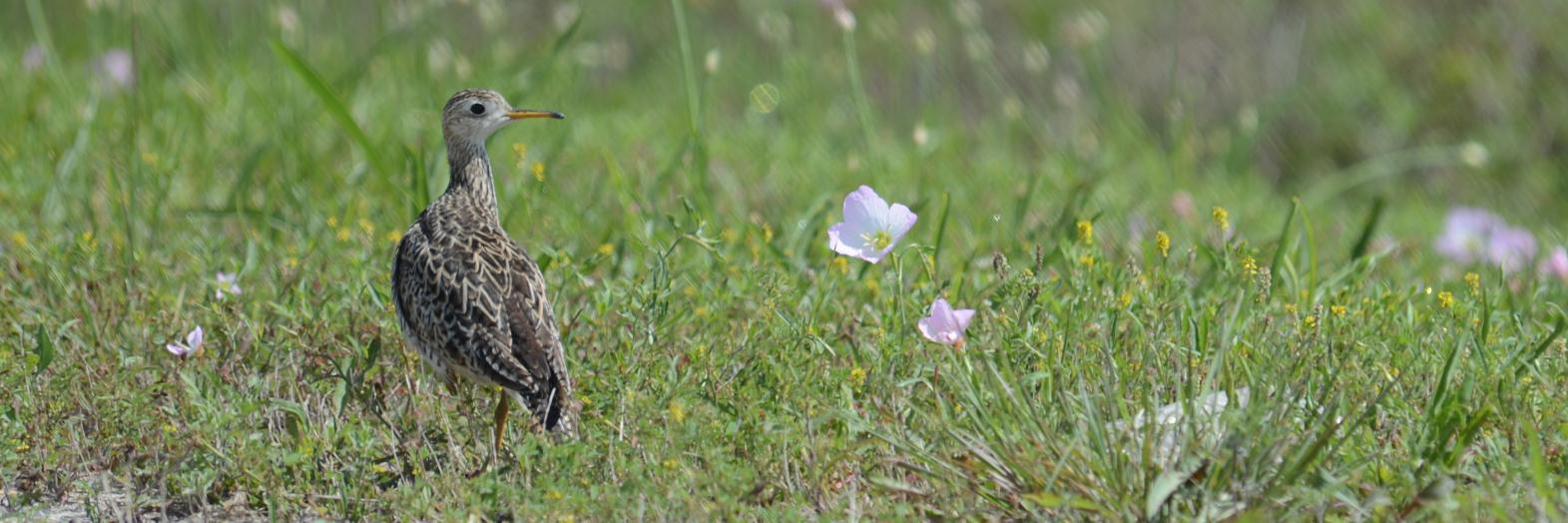 Laurel Ladwig banner