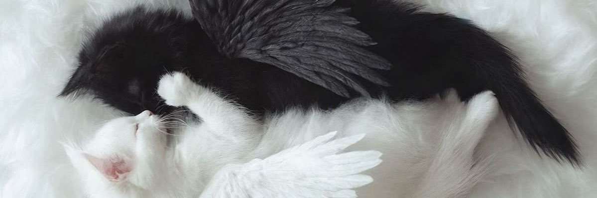 🐾 banner