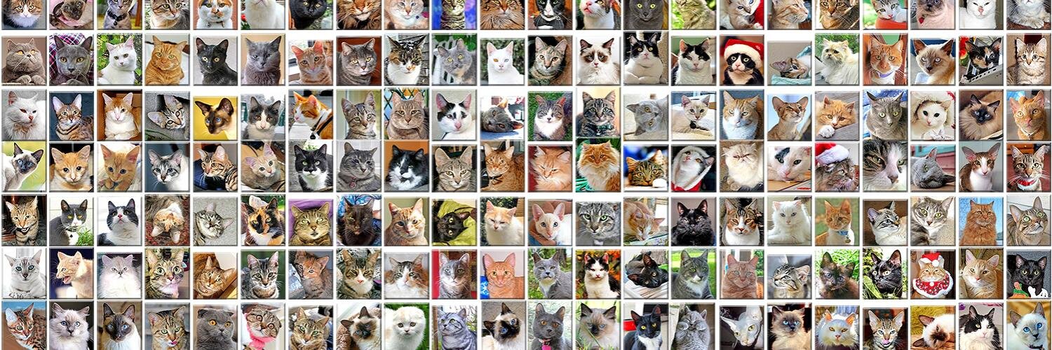 Cat of the Day .com banner