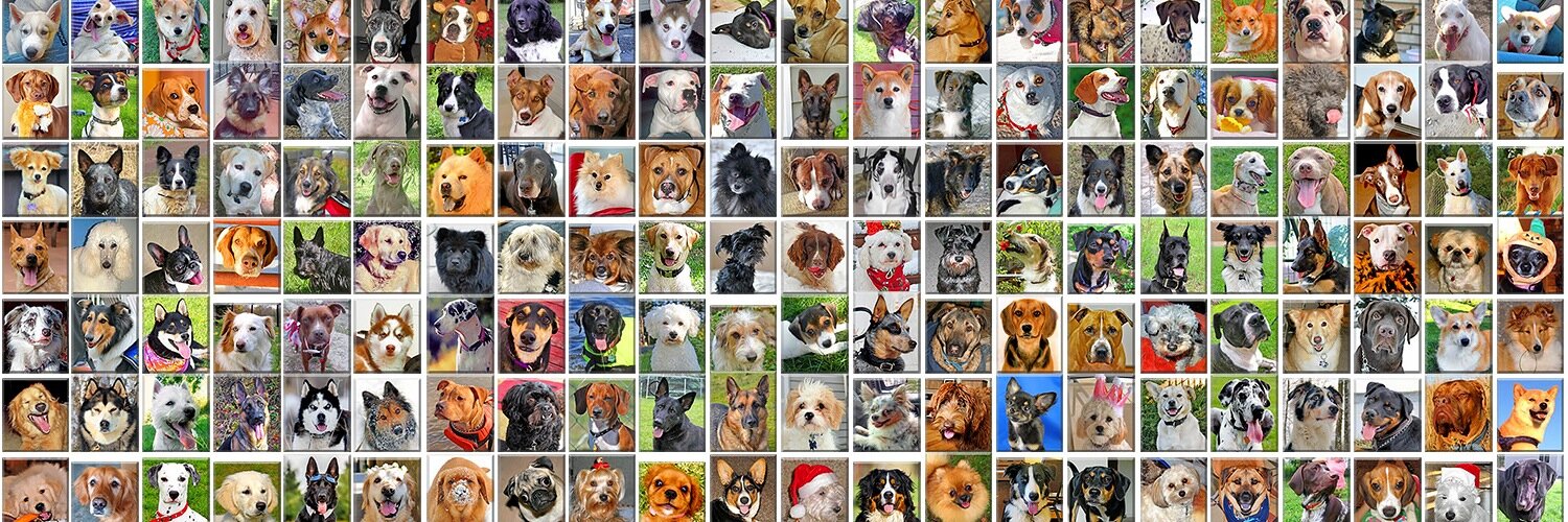 dogofthedaycom's profile banner image