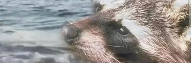 egowilt's profile banner image