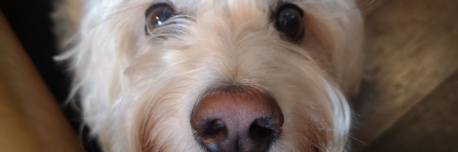 Hannah_Whitney's profile banner image