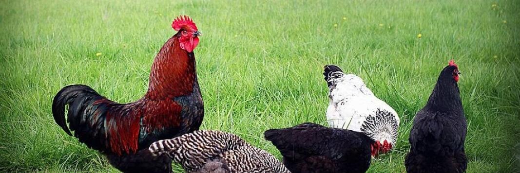 frizzlechicken's profile banner image