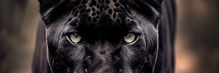 linalefay's profile banner image
