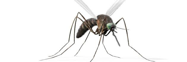 Mosquito banner