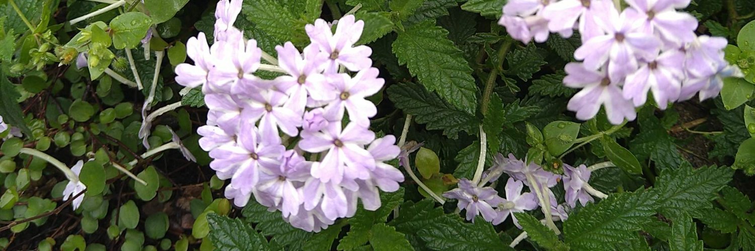 加川ゆうみ banner