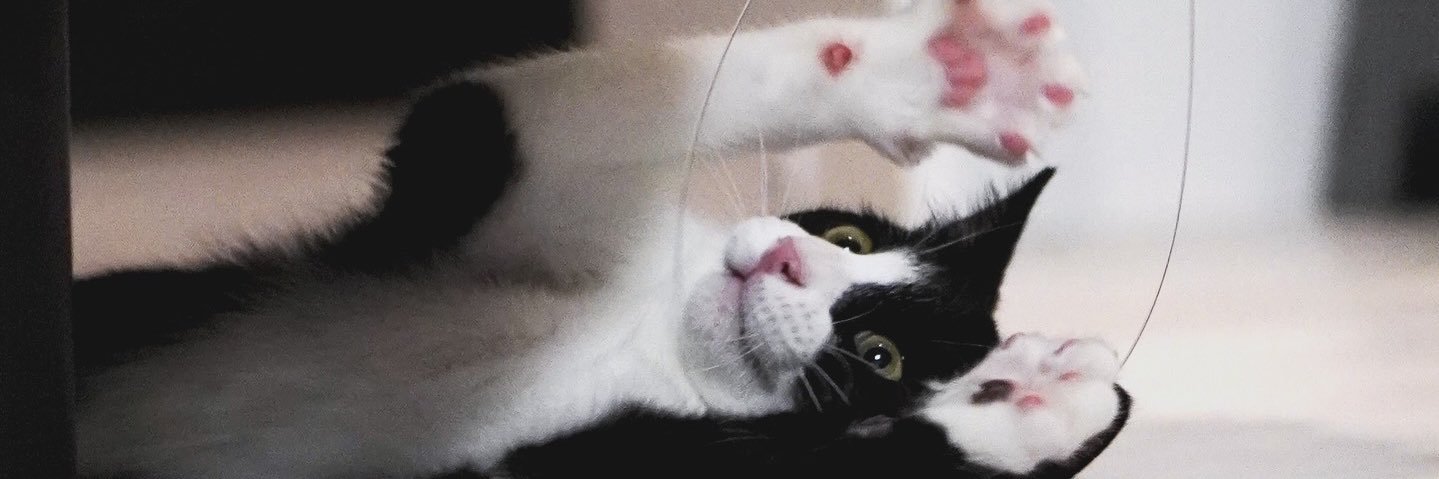 ハチワレ猫しゃち banner