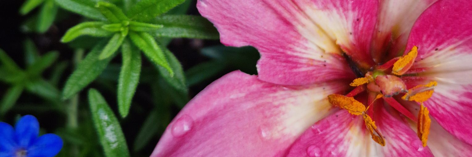 Kiteuu🍓🌸 banner