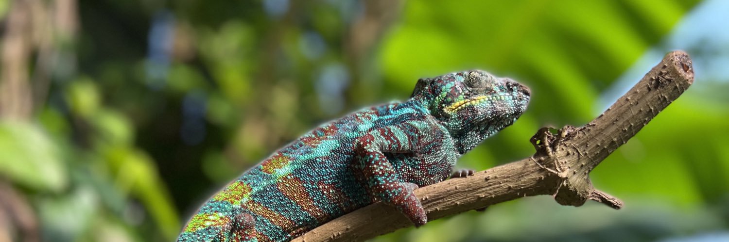 Alex Stebner MD banner