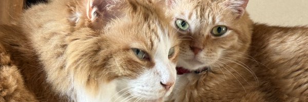 prettyNSB Profile Banner