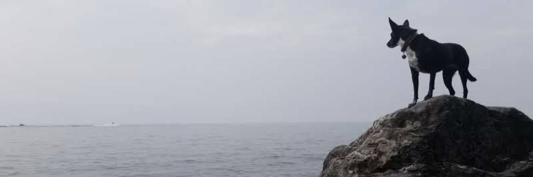 SoniaSkywalker's profile banner image