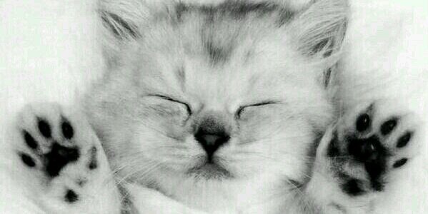 Loree banner