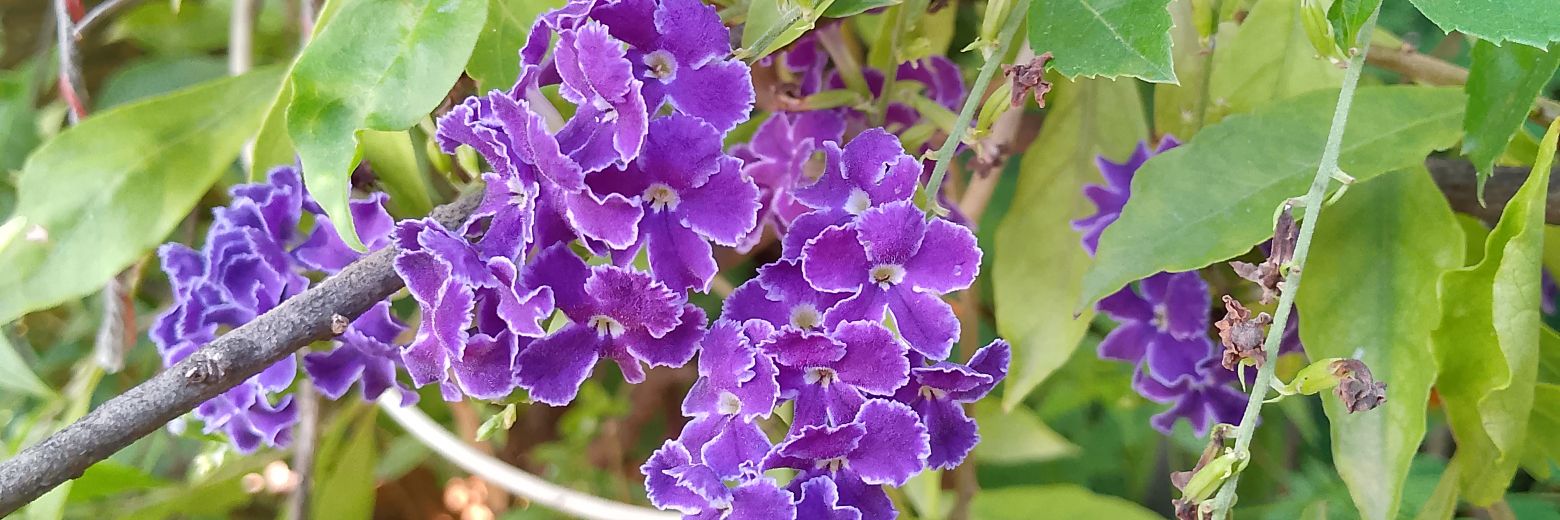 ลูกปัทศุภกานต์ banner