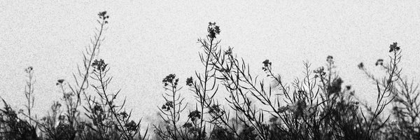 sookiespiral Profile Banner