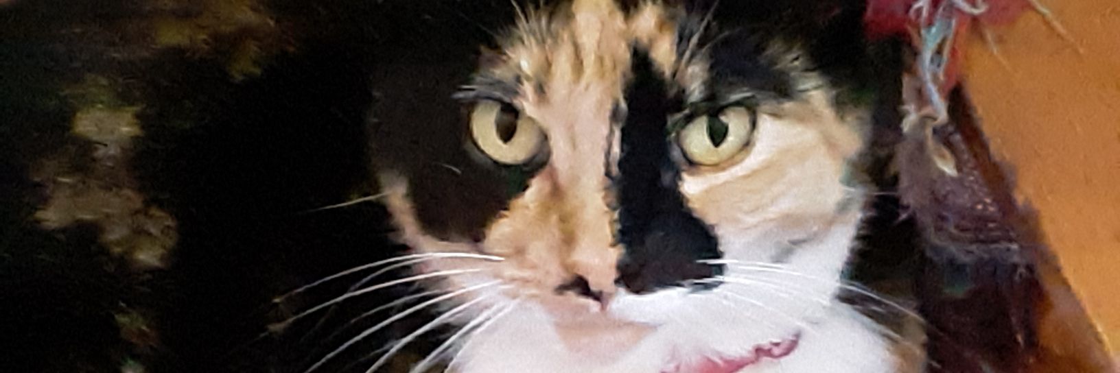 Karin_Noble's profile banner image