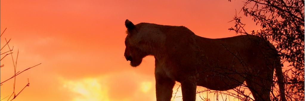 LauraBasson's profile banner image