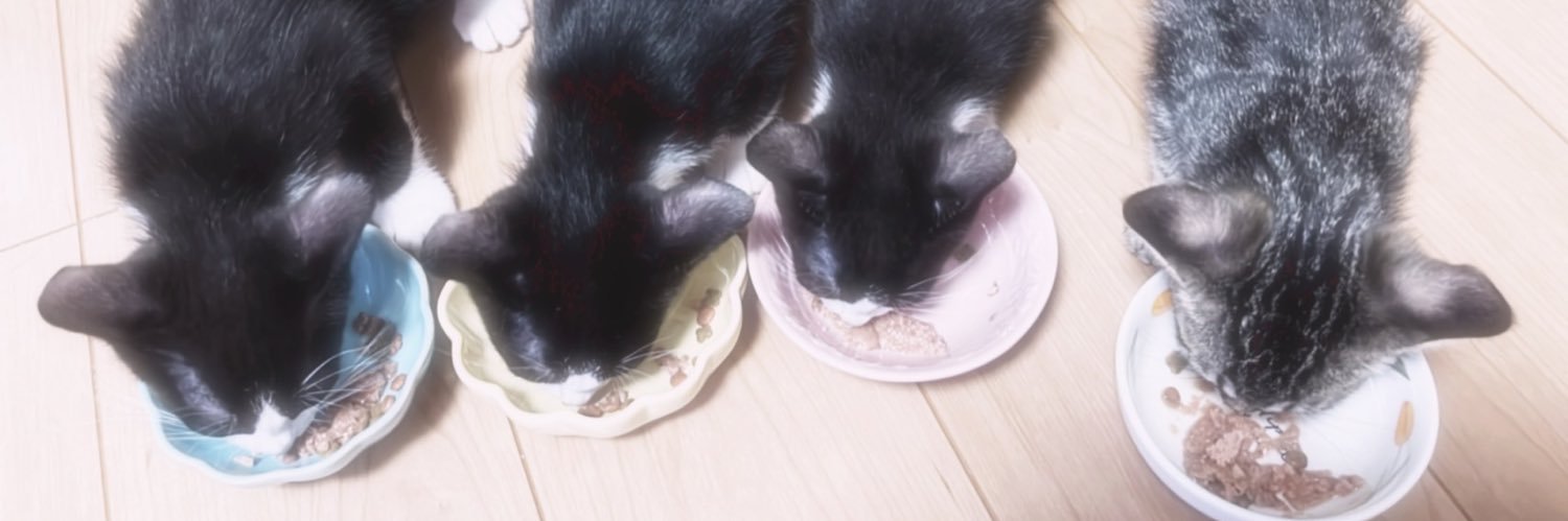 猫野　陽輝 banner