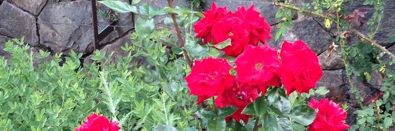 Jenn Opp-Sisson banner