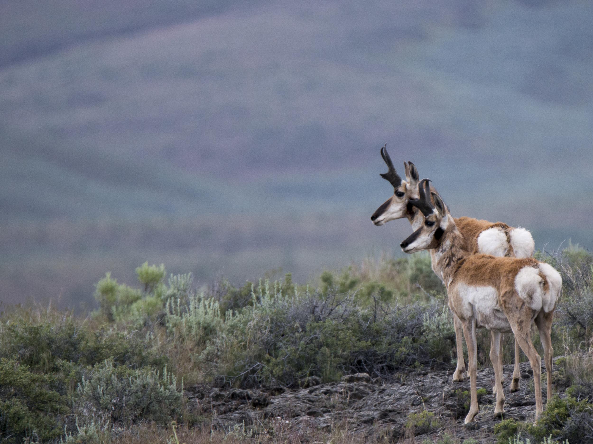 Jarom Manwaring banner