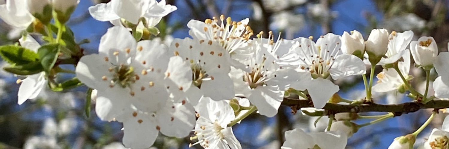 firdevsc1's profile banner image