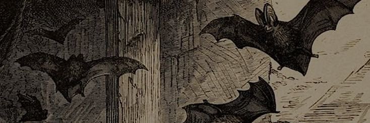 Kijo 🕸️ banner