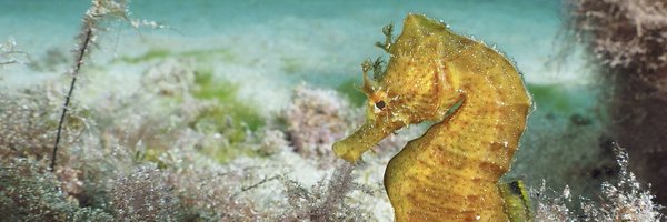 projectseahorse Profile Banner