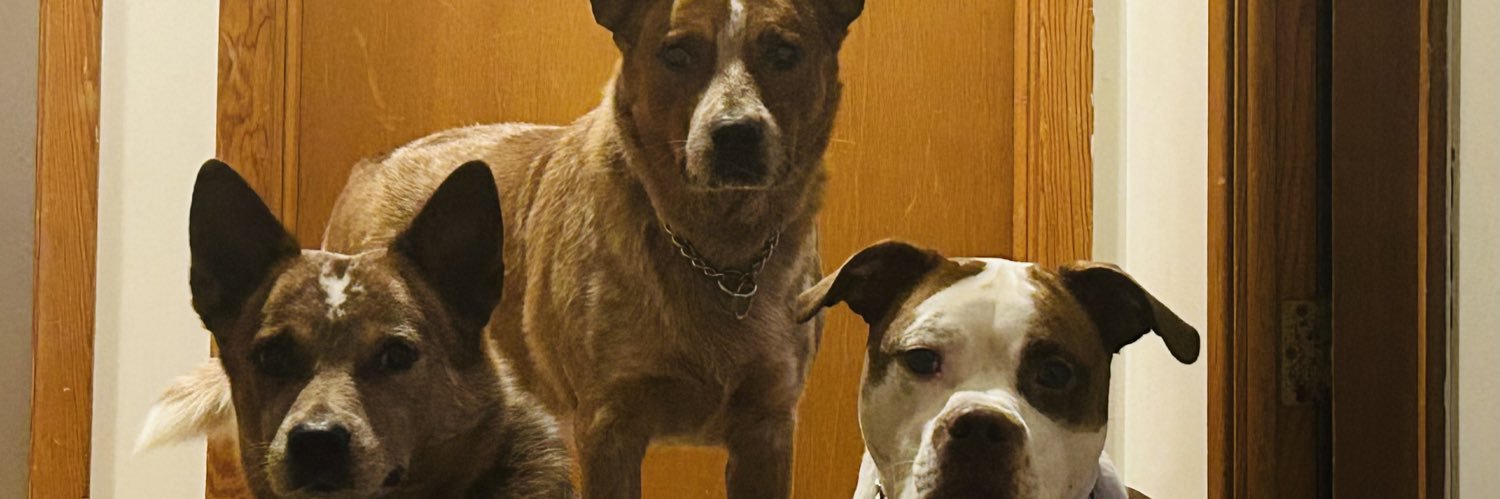 b95rabbit 🇩🇪 banner