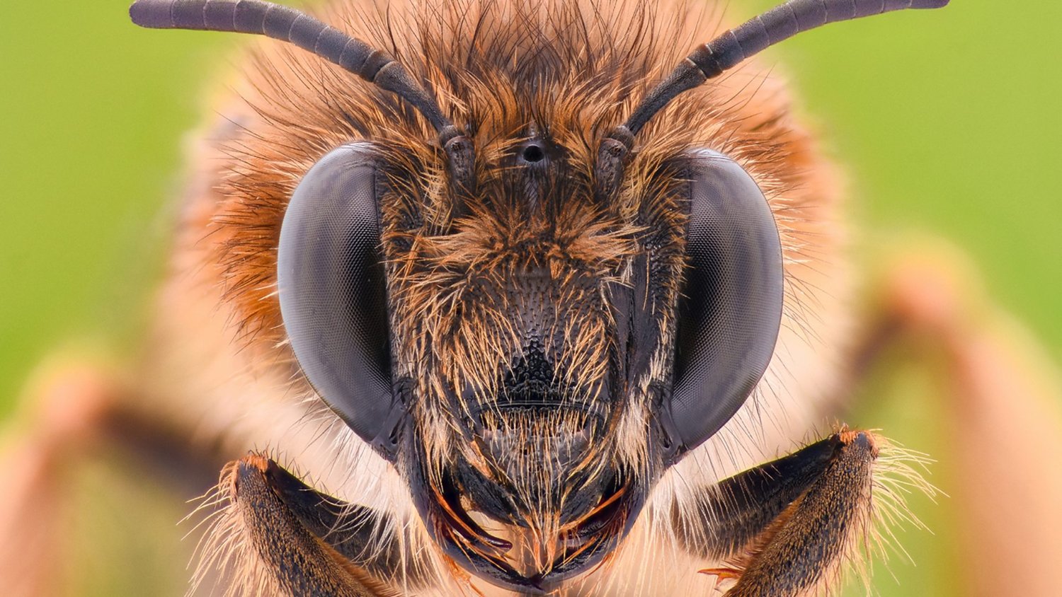 Cool_Bee_Facts's profile banner image