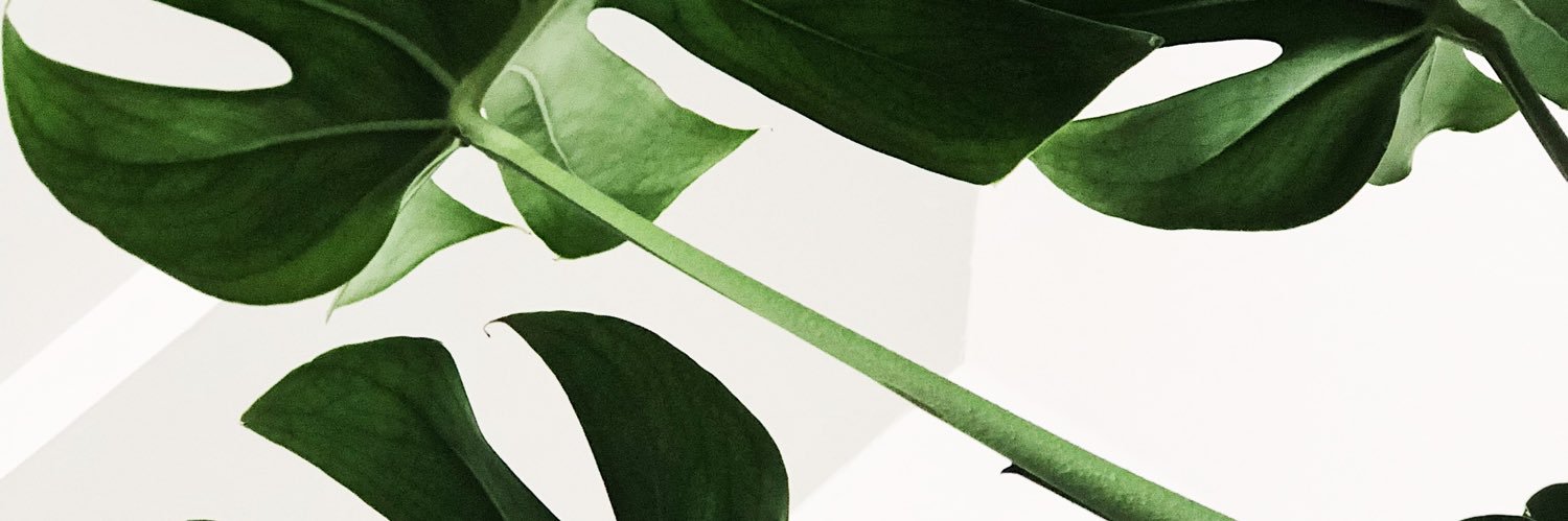 Princess Carolyn 🐰🧚🏾‍♀️ banner