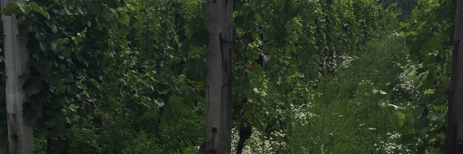 vinosseur's profile banner image