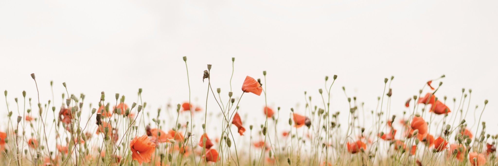 aprilmann's profile banner image