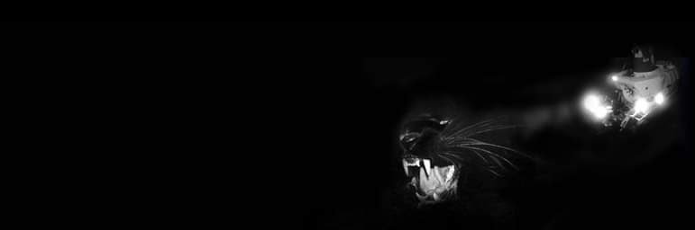 malloryjade's profile banner image