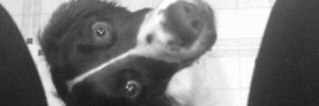 leahernst's profile banner image