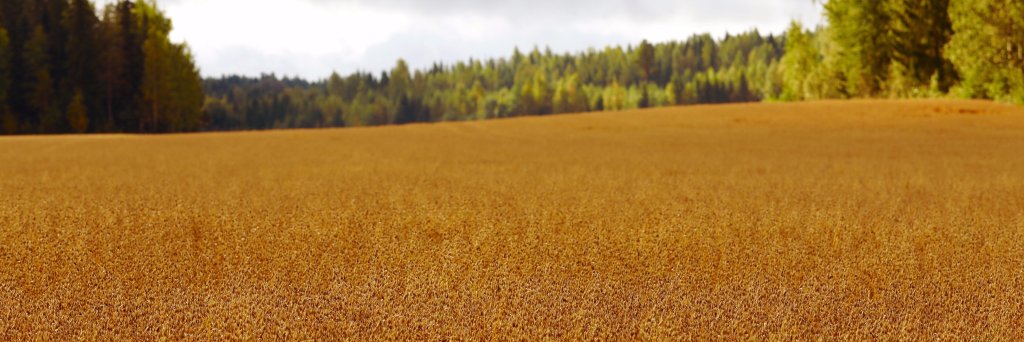 Rouva_Kaura's profile banner image